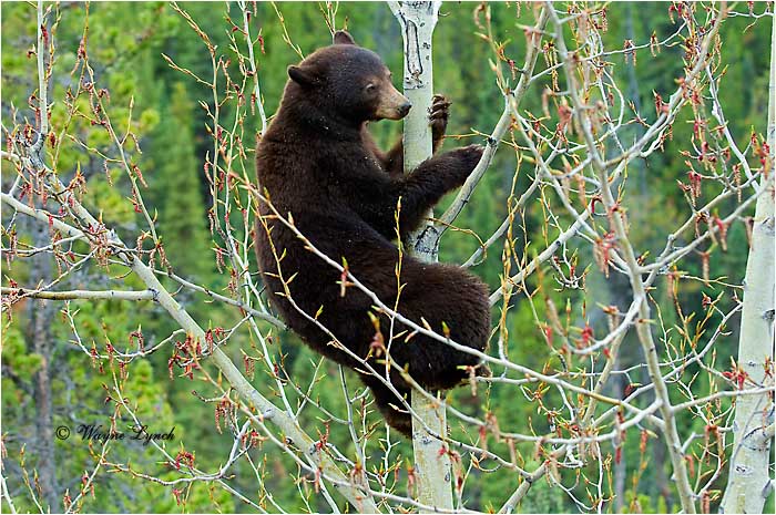 Chocolate-coloured American Black Bear 120 by Dr. Wayne Lynch &copy;